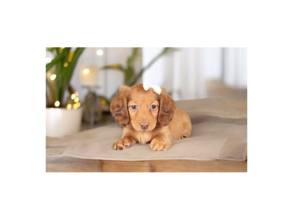 [#5446] rd/wh mkgs Female Dachshund Puppies for Sale