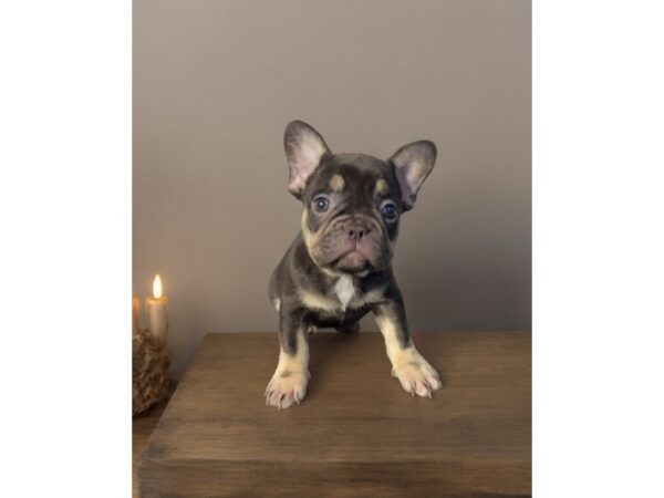 [#5440] cht/tan/white Female French Bulldog Puppies for Sale