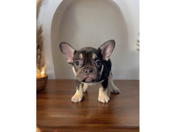 [#5441] Cht/tan/white Female French Bulldog Puppies for Sale