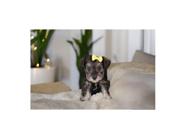 [#5447] slt & ppr Female Mini Schnauzer Puppies for Sale