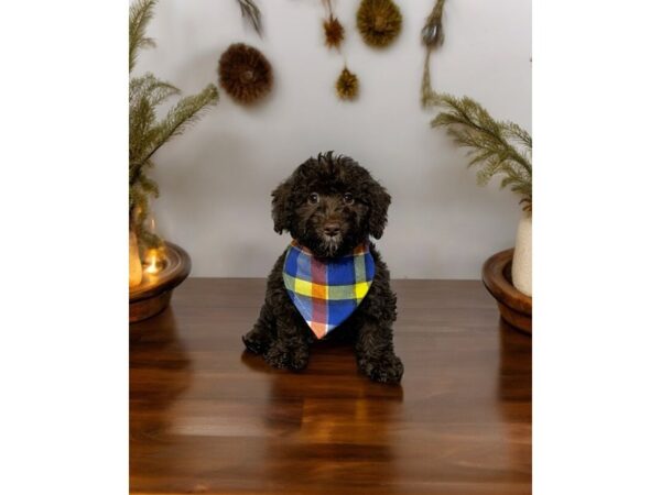[#5458] Chocolate Male Labradoodle Mini 2nd Gen Puppies for Sale
