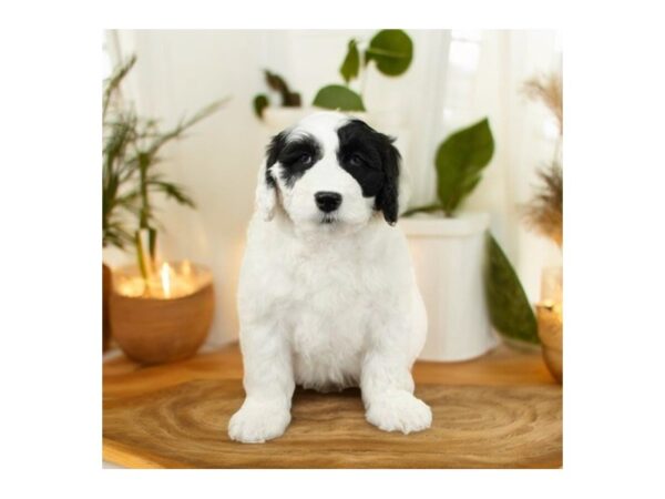 [#5442] white / black Male Portuguese Water Dog Puppies for Sale