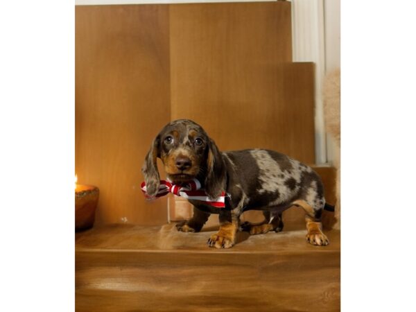 [#5448] chlt dpl Male Dachshund Puppies for Sale