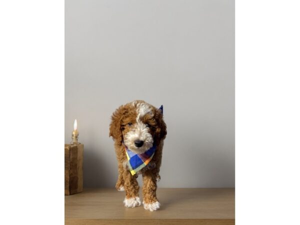 [#5454] red & wh mkgs Male Poodle Puppies for Sale
