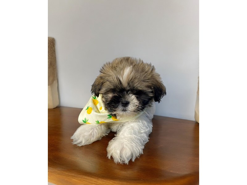 Available Pets Page 3 of 3 Petland Knoxville, Tennessee