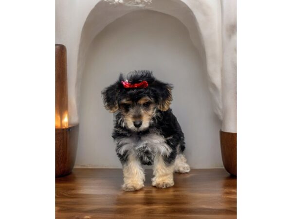 [#5468] Black / Tan Female Yochon Puppies for Sale