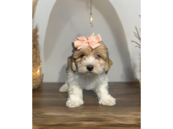 [#5477] Brown / White Female Daisy Dog Puppies for Sale