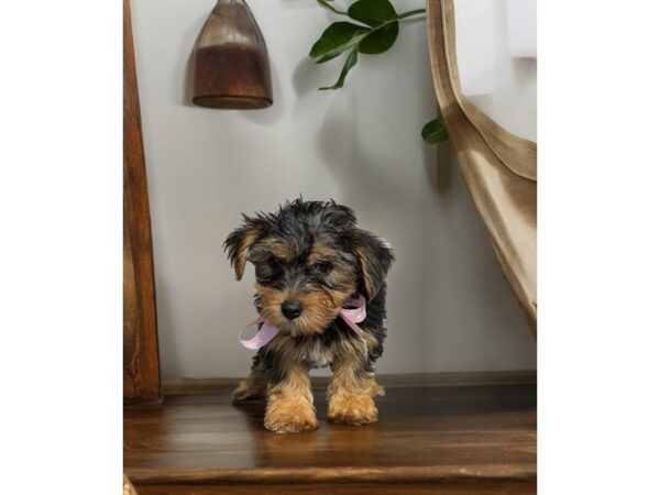 [#5495] blk, tn Female Yorkshire Terrier Puppies for Sale