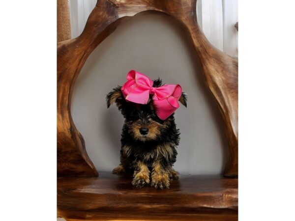 [#5496] blk, wht, tn Female Yorkshire Terrier Puppies for Sale