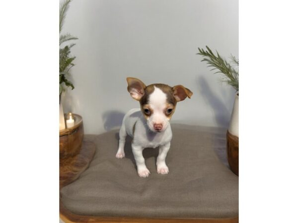 [#5487] wh,chlt,tn Male Chihuahua Puppies for Sale