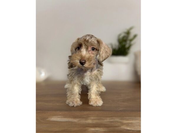 [#5499] Chocolate Merle Female Miniature Schnauzer Puppies for Sale