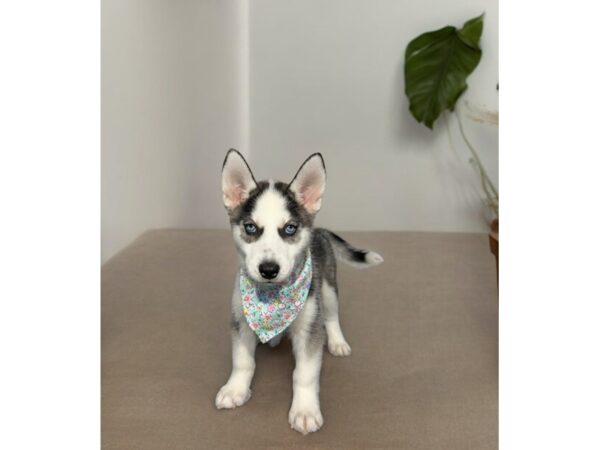 [#5506] Black / White Female Siberian Husky Puppies for Sale