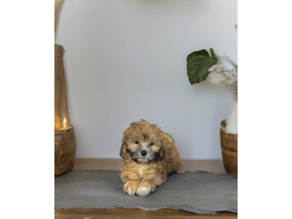 [#5510] Gold Male ShizaPoo Puppies for Sale