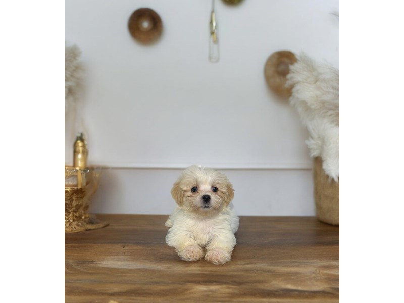 Havanese Puppies For Sale Petland Knoxville, Tennessee