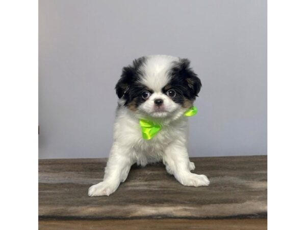 [#5524] Black / White Male Japanese Chin Puppies for Sale