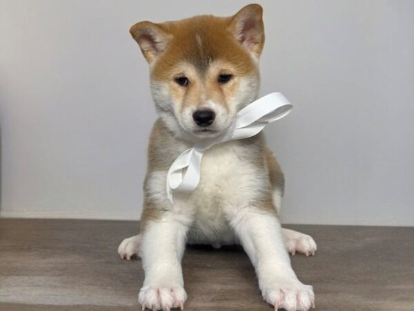 [#5522] RD Male Shiba Inu Puppies for Sale