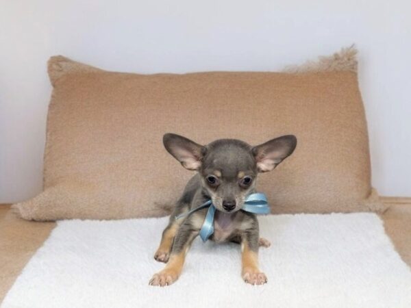[#5520] blue tn Male Chihuahua Puppies for Sale