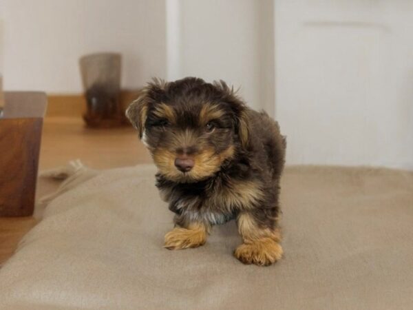 [#5515] Chocolate / Tan Male Yorkshire Terrier Puppies for Sale