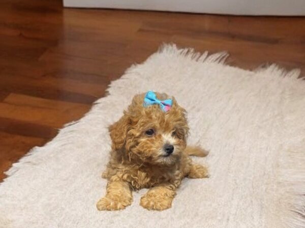 [#5534] Red Female Bichapoo Puppies for Sale