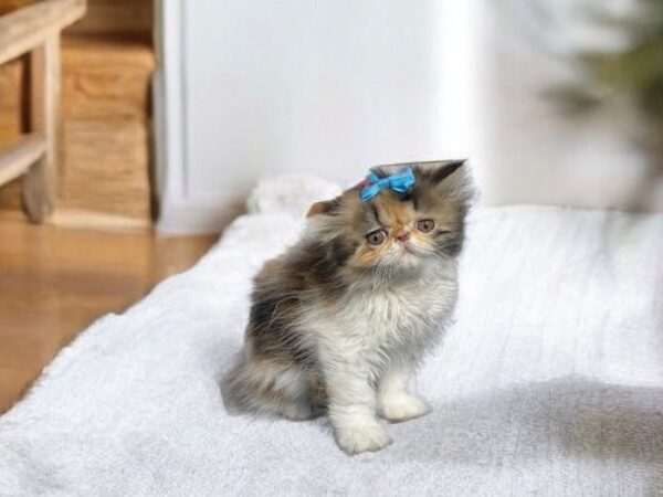 [#5539] Calico Female Exotic Kittens for Sale