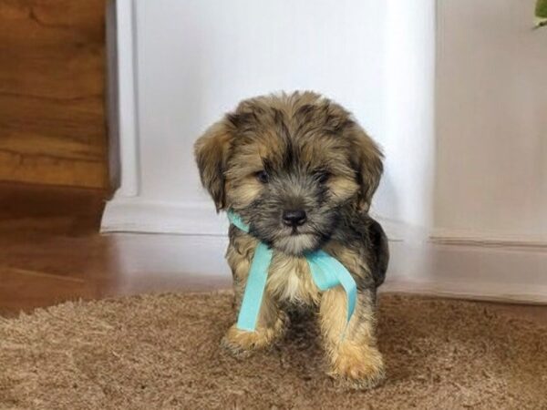 [#5544] Brown Male Shorkie Puppies for Sale