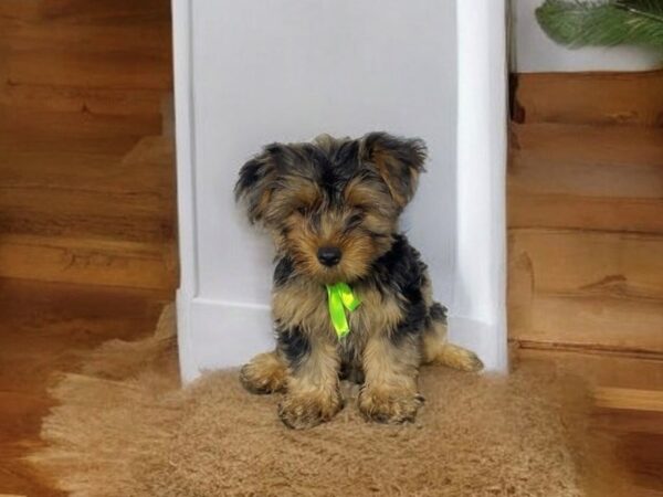[#5542] Blue Merle Male Yorkshire Terrier Puppies for Sale