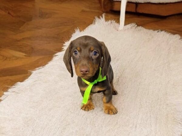 [#5541] Chocolate / Tan Male Dachshund Puppies for Sale