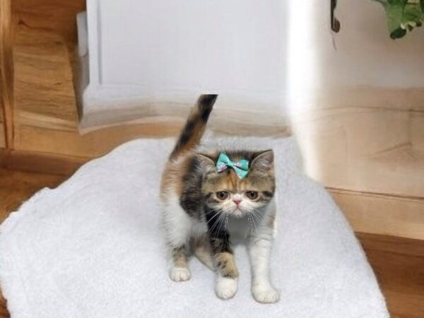 [#5540] Calico Female Exotic Kittens for Sale