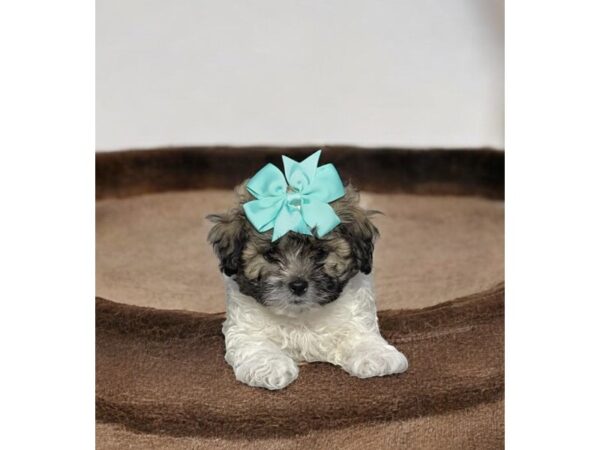 [#5771] White / Brindle Male Daisy Dog Puppies for Sale