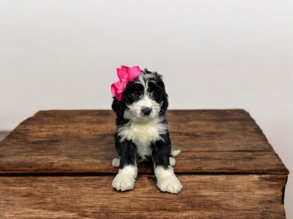 [#5781] Black / White Female Bernedoodle Mini Puppies for Sale