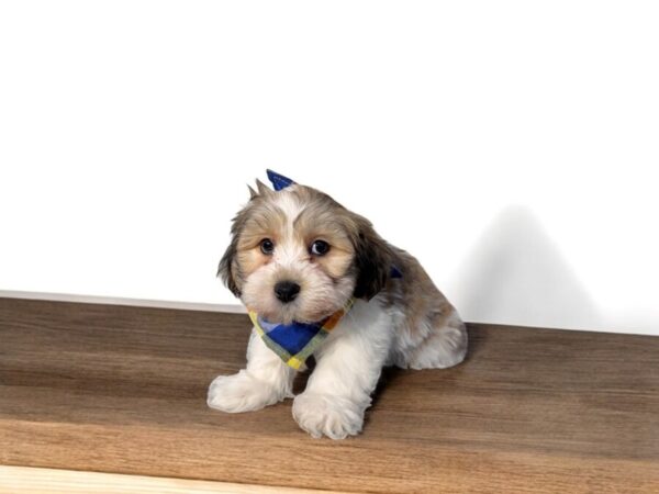 [#5799] Brown / White Male Teddy Bear Puppies for Sale