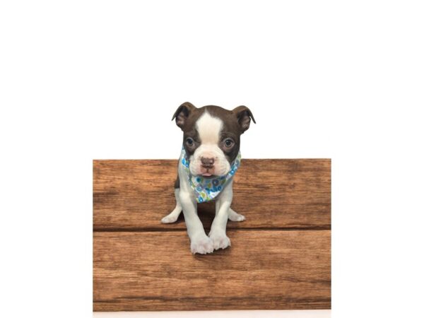 [#5813] BRWN WHT Male Boston Terrier Puppies for Sale