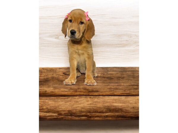 [#5823] Golden Female Golden Retriever Puppies for Sale