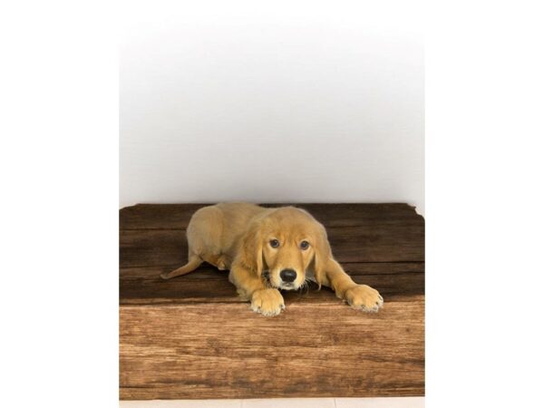 [#5837] gldn Female Golden Retriever Puppies for Sale
