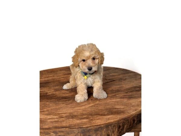 [#5849] Apricot Male Teddy Bear Puppies for Sale