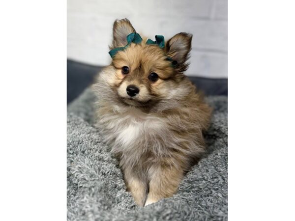 [#6353] Orange Sable Male Aussiepom Puppies for Sale