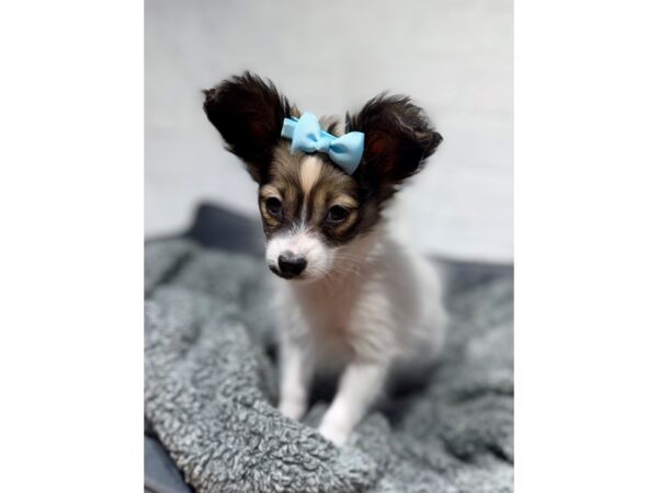 [#6366] Black / White Male Papillon Puppies for Sale