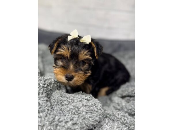 [#6385] BLK TN Female Yorkshire Terrier Puppies for Sale