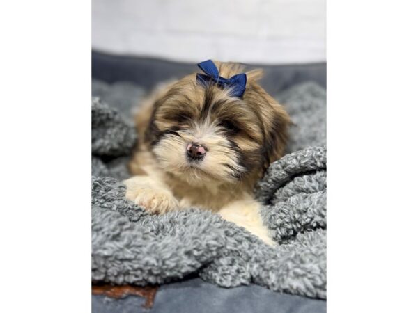 [#6376] White / Gold Male Lhasapoo Puppies for Sale