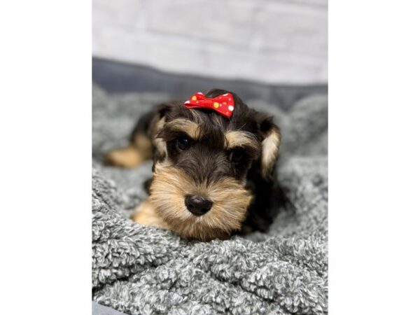 [#6409] blk cr Female Miniature Schnauzer Puppies for Sale
