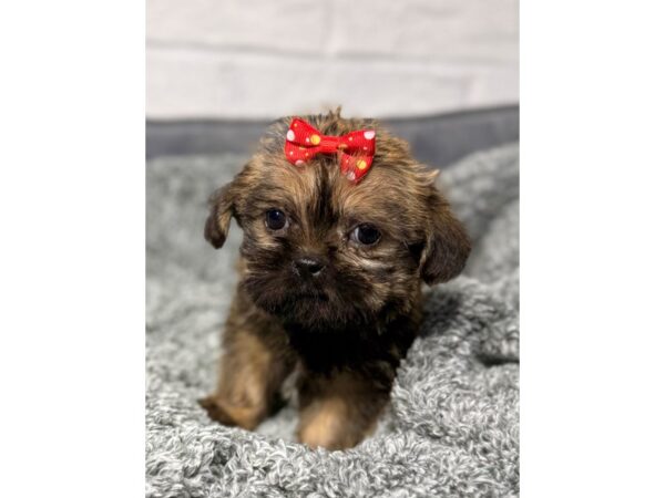 [#6410] blg wht Female Shiffon Puppies for Sale