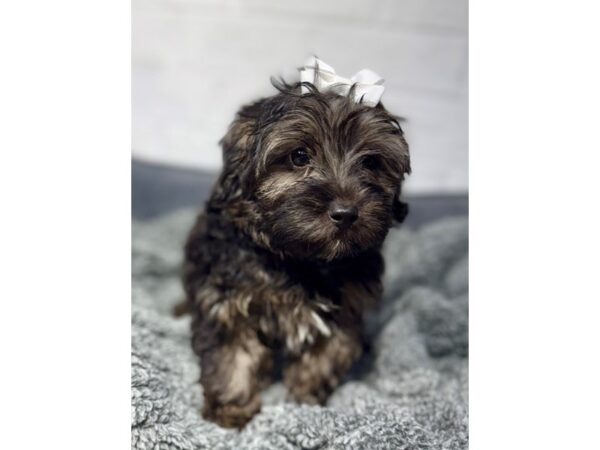 [#6416] BLK TN Female Silkypoo Puppies for Sale