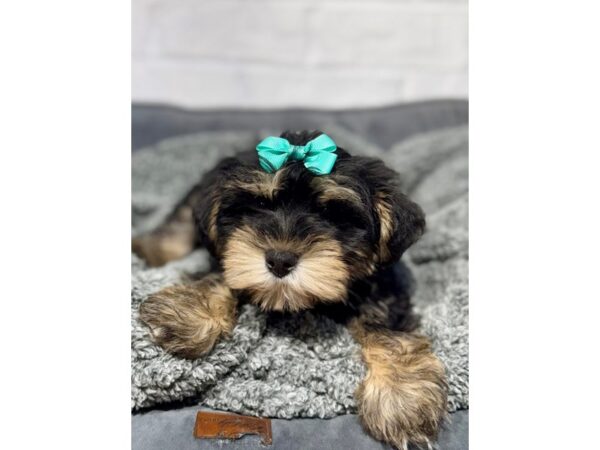 [#6415] BLK TN WH Male Schnorkie Puppies for Sale