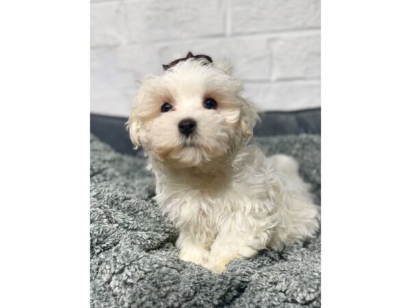 [#6404] White Male Maltese Puppies for Sale