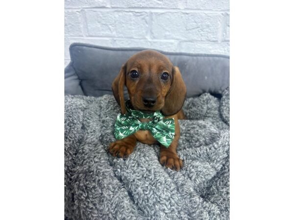 [#6431] Brown Male Dachshund Puppies for Sale