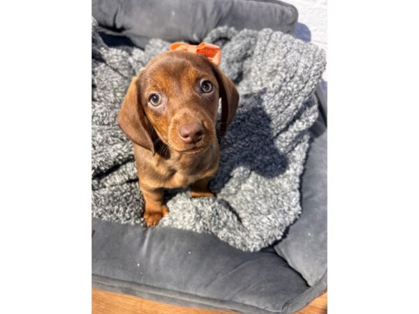 [#6430] Brown Female Dachshund Puppies for Sale
