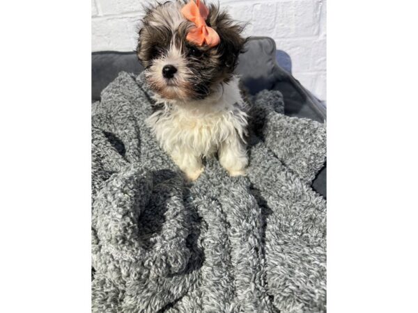 [#6421] White / Gold Female Havanese Puppies for Sale