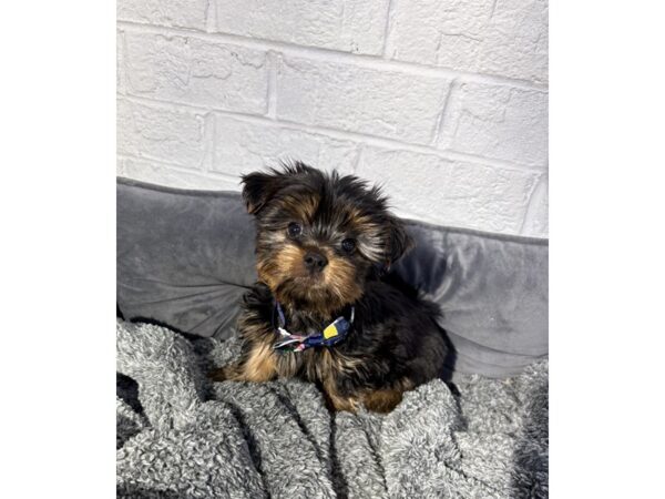 [#6426] Black / Tan Male Silky Terrier Puppies for Sale
