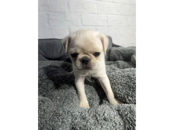 [#6449] White Male Pug Puppies for Sale
