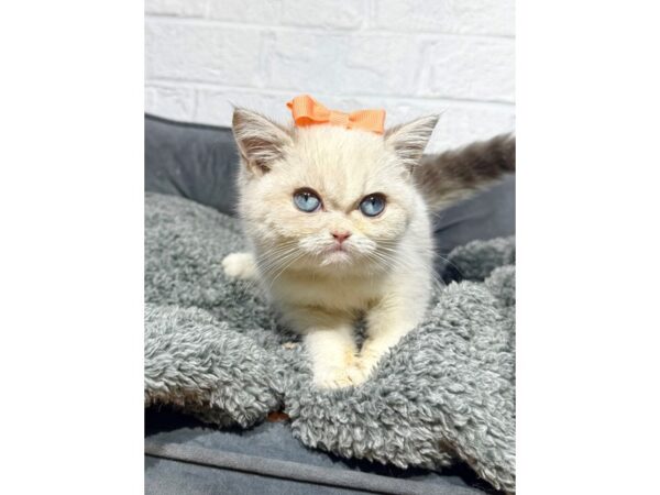 [#6452] White Female British Shorthair Kittens for Sale